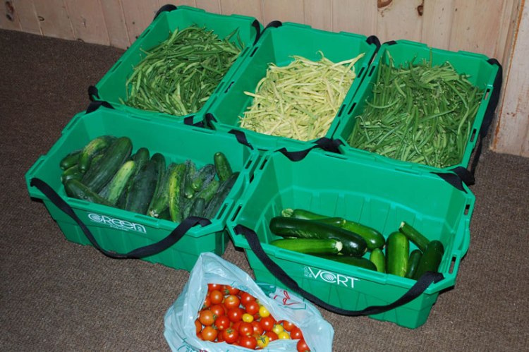 Fritz-Garden-Harvest-160730B